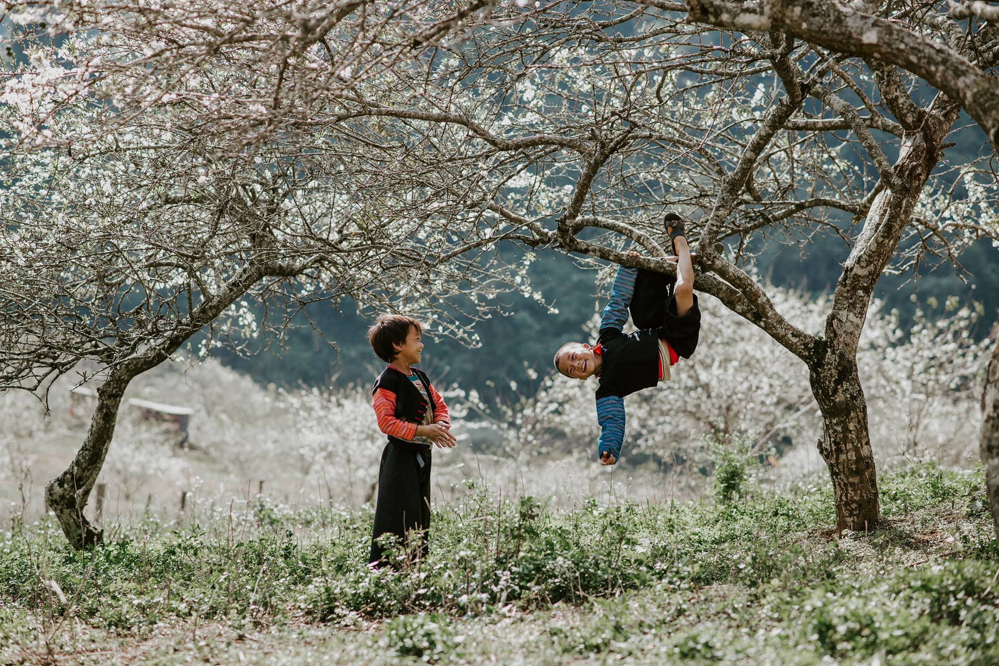 Moc Chau paradise of plum blossoms